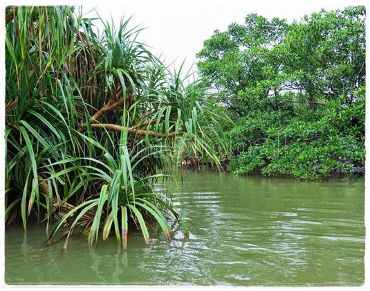 フカリ川のマングローブ風景