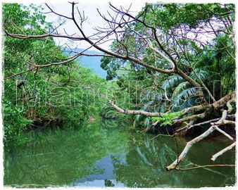 ヒドリ川のマングローブ自生地(1)