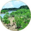 前良川のマングローブ風景