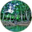 ユツン川のマングローブ風景
