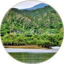 呑之浦干潟のマングローブ風景