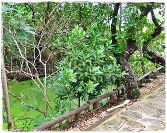 大東神社の池のマングローブ自生地(6)