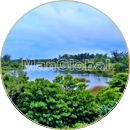 大池のマングローブ風景