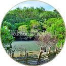 渡口雨水路のマングローブ風景