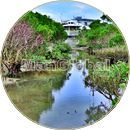 佐敷干潟のマングローブ風景