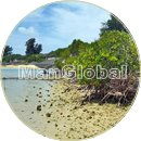 志堅原干潟のマングローブ風景