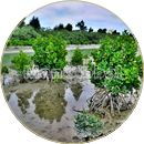 豊崎水路のマングローブ風景