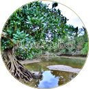 名嘉真川のマングローブ風景