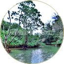 ジニンサ川のマングローブ風景