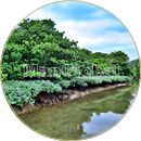 湧川のマングローブ風景