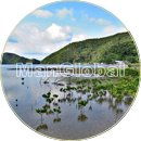 小名瀬干潟のマングローブ風景