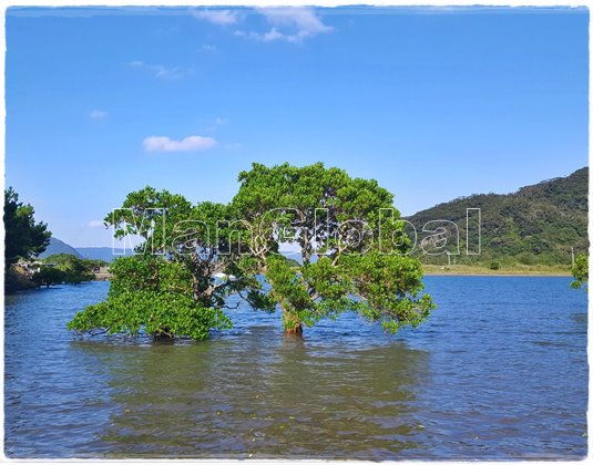 金久田干潟のマングローブ風景