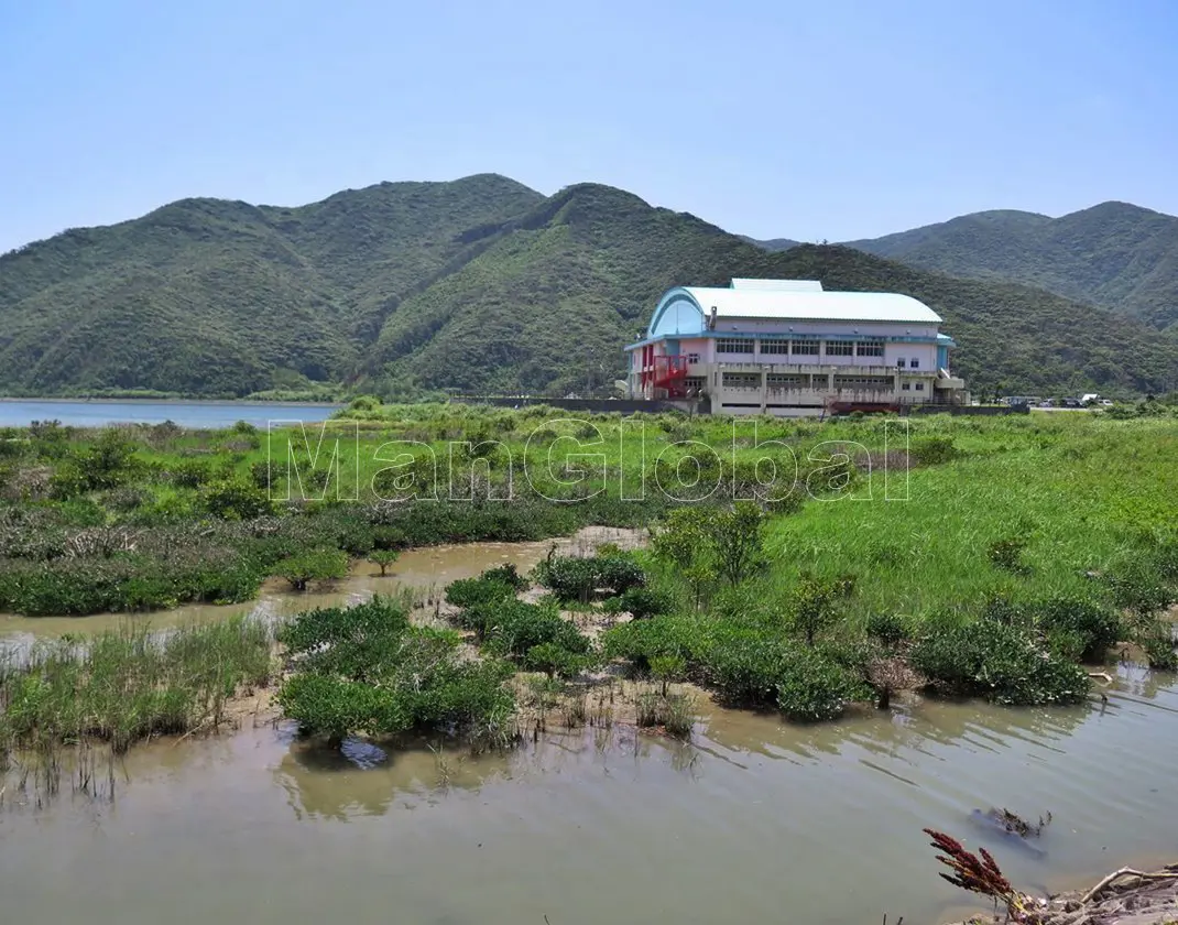 川内川のマングローブ風景"