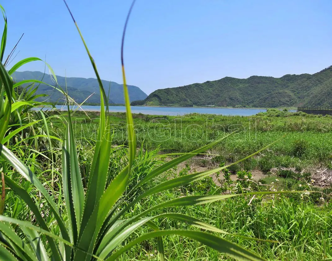川内川のマングローブ自生地(3)