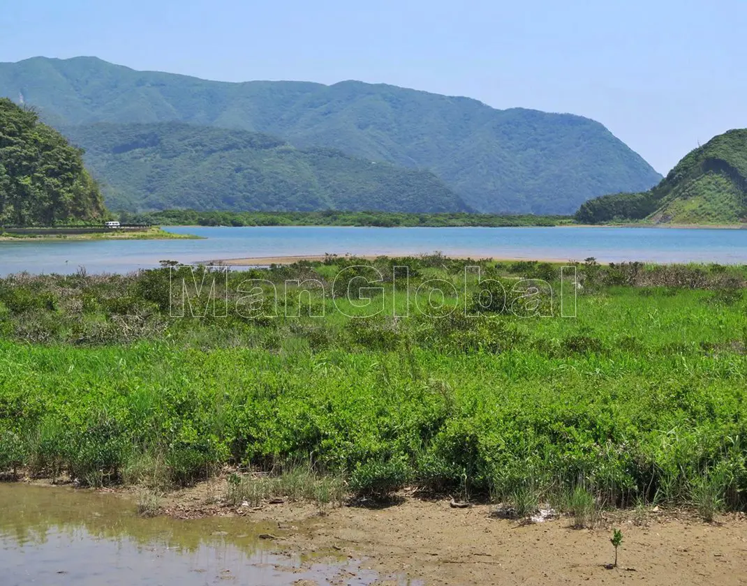 川内川のマングローブ自生地(6)