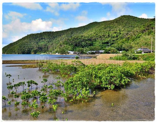 小名瀬干潟のマングローブ風景
