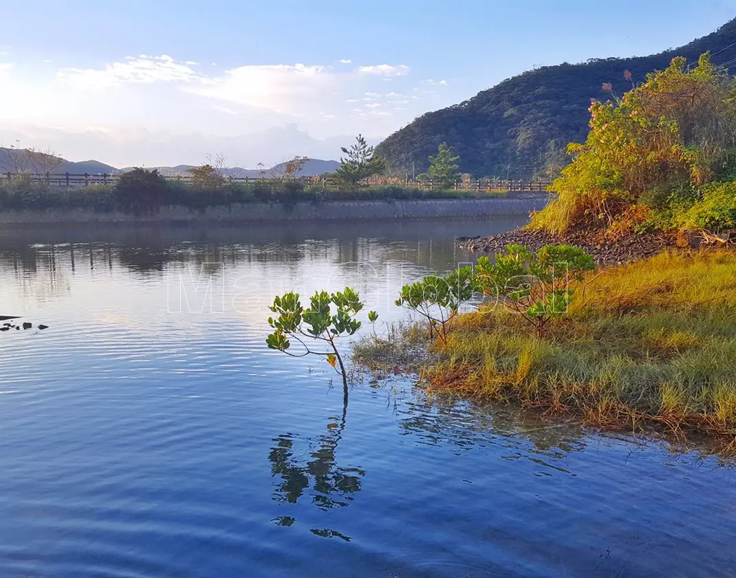 久場浦干潟のマングローブ風景"