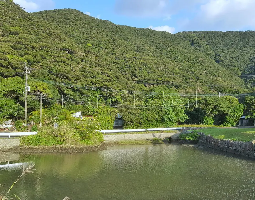 久場浦干潟のマングローブ自生地(2)