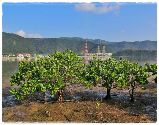 龍郷湾干潟のマングローブ風景
