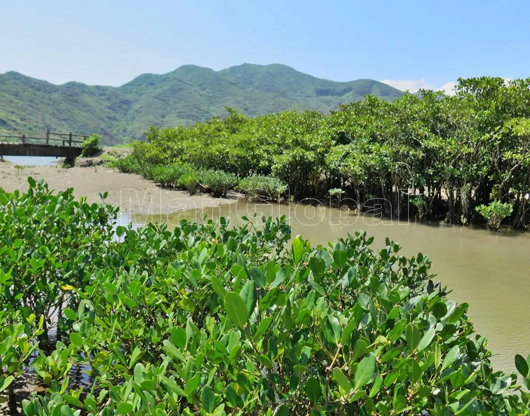 東城内海のマングローブ自生地(4)
