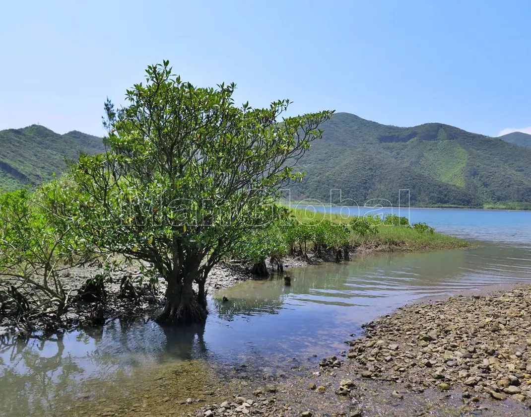 東城内海のマングローブ自生地(5)