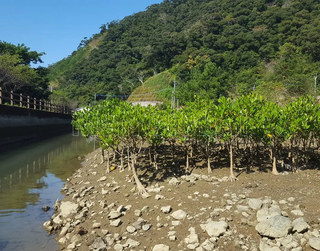 湯湾水路のマングローブ風景"
