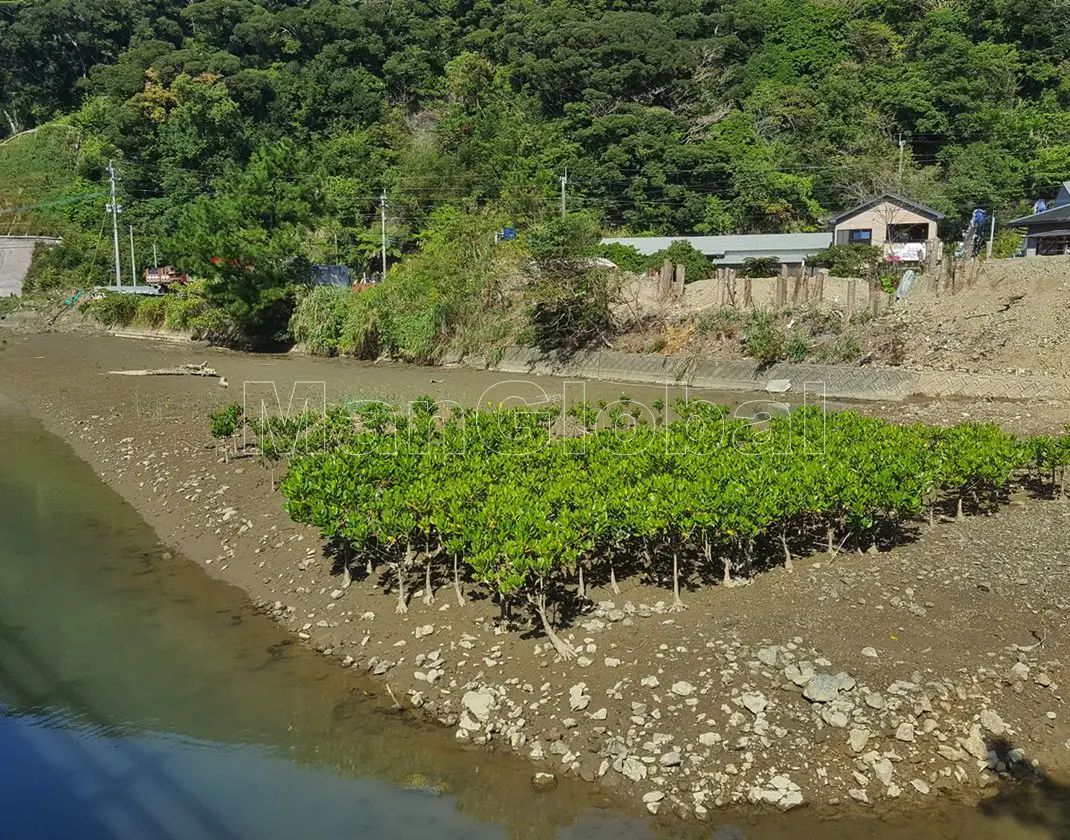 湯湾水路のマングローブ自生地(1)"