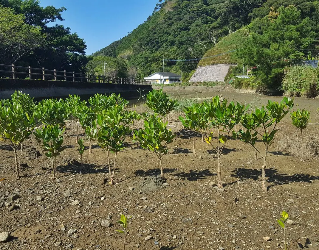 湯湾水路のマングローブ自生地(2)