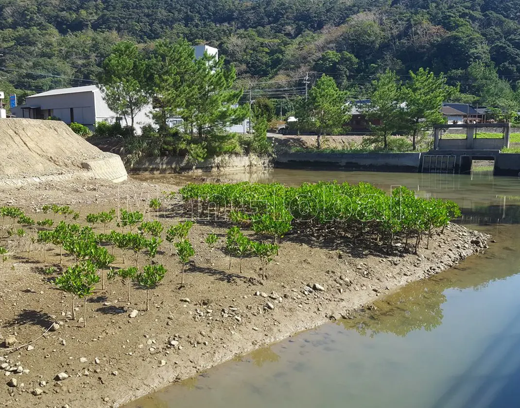 湯湾水路のマングローブ自生地(3)