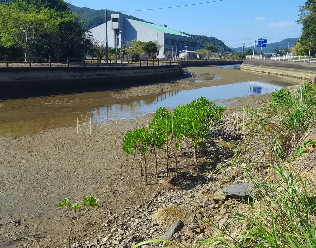 湯湾水路のマングローブ自生地(6)