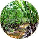 竹富町内離島にある「成屋湿地」のマングローブ