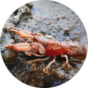 巣穴から出たオキナワアナジャコ