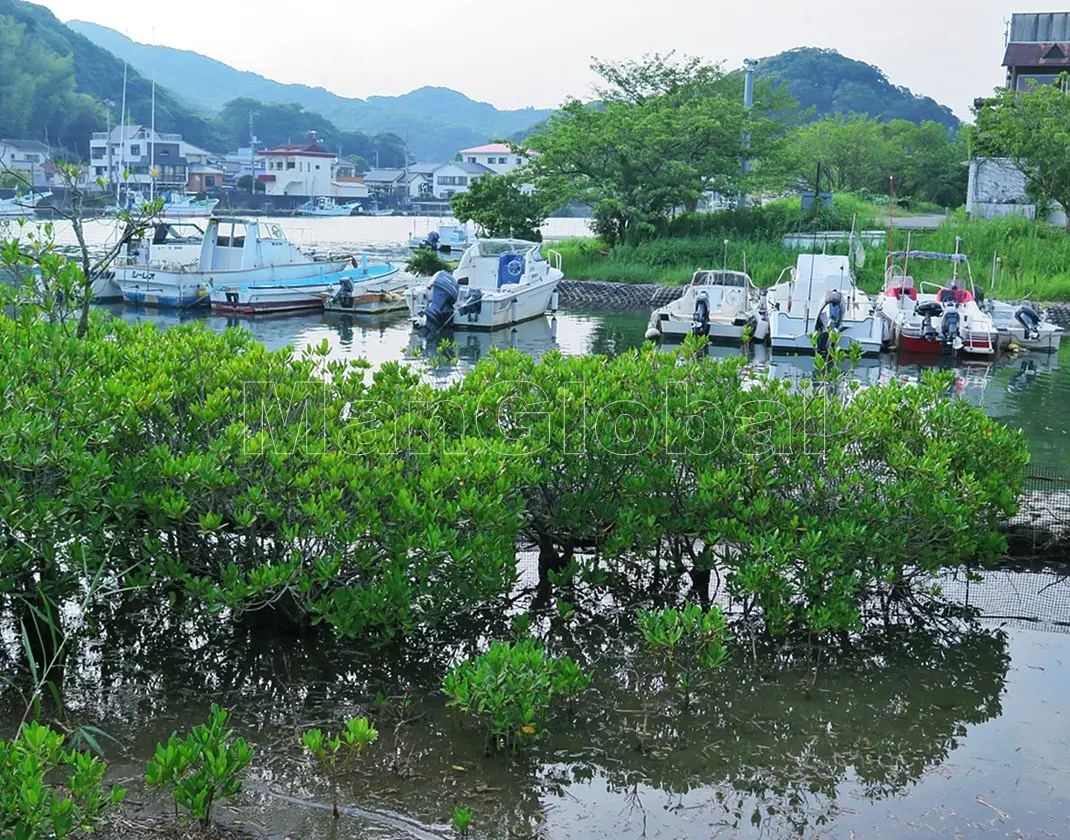 青野川のマングローブ自生地(1)