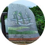 熊本県宇城市不知火町の桂原海岸マングローブ風景