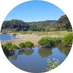 天草諸島のマングローブ風景