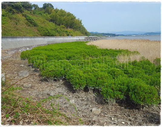 桂原海岸のマングローブ風景