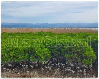 桂原海岸のマングローブ自生地�D