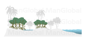 盆地型マングローブ林の地形図