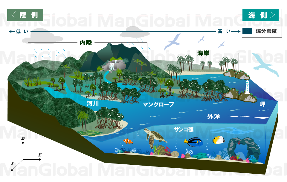 マングローブ林の鳥瞰図