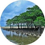西表島のマングローブ林風景