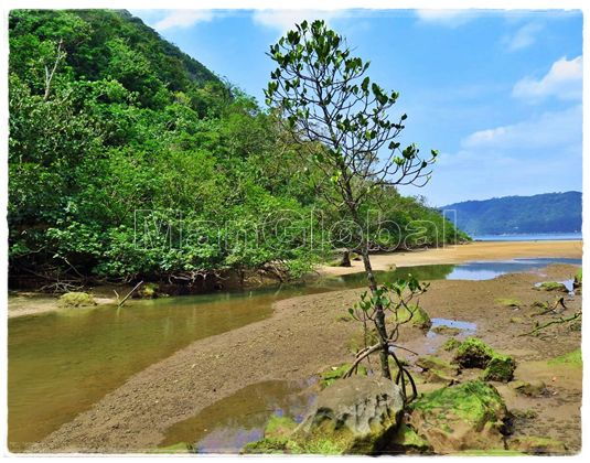 フカイ川のマングローブ風景