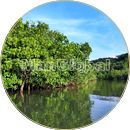 ヤッサ島のマングローブ風景