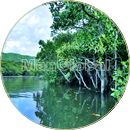 マーレ川のマングローブ風景