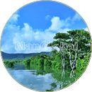 イモト川のマングローブ風景