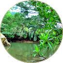 アラバラ川のマングローブ風景