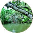 イチバン川のマングローブ風景