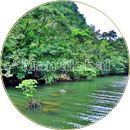 ウジェラ川のマングローブ風景