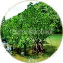 ウダラ川のマングローブ風景