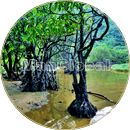 イドゥマリ川のマングローブ風景