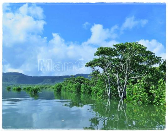 イモト川のマングローブ風景